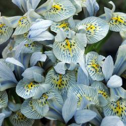 Katherine Hodgkin **