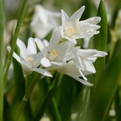 Scilloides var. libanotica 'Alba'