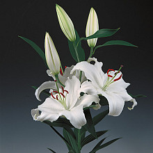 Lilium