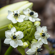 Arabicum