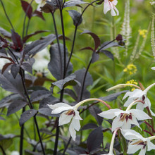 Callianthus Murielae