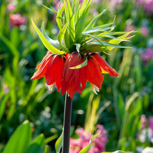 Imperialis 'Rubra Maxima'