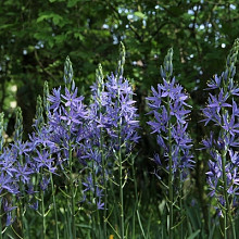 Leichtlinii Caerulea