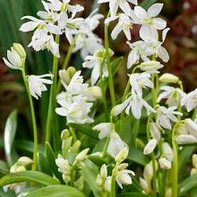 Siberica 'Alba' **