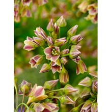 siculum ssp bulgaricum