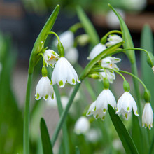 Aestivum  'Gravetye Giant' **