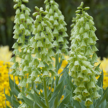 persica 'Ivory Bells'