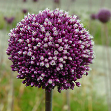 Allium Bio