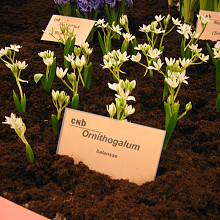 Ornithogalum balansae