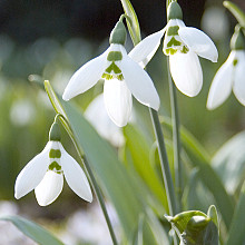 Galanthus