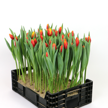 VORGETRIEBENE TULPEN