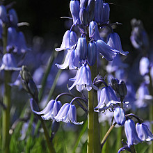 Hyacinthoides