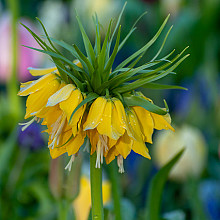 Fritillaria