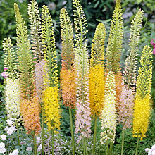 Eremurus