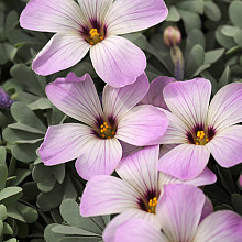 Oxalis