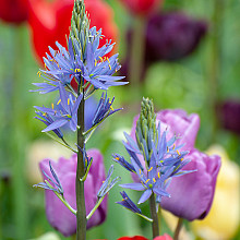 Camassia