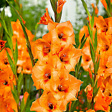 Gladiolus