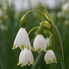 Leucojum