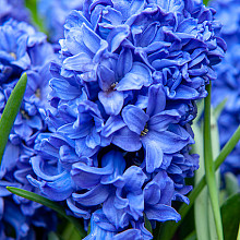 Hyacinthus