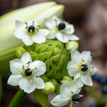 Ornithogalum